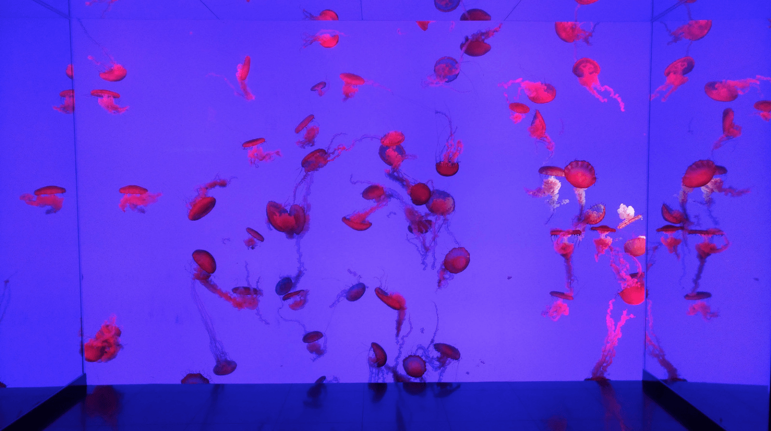 aquário conduzido público forte da iluminação