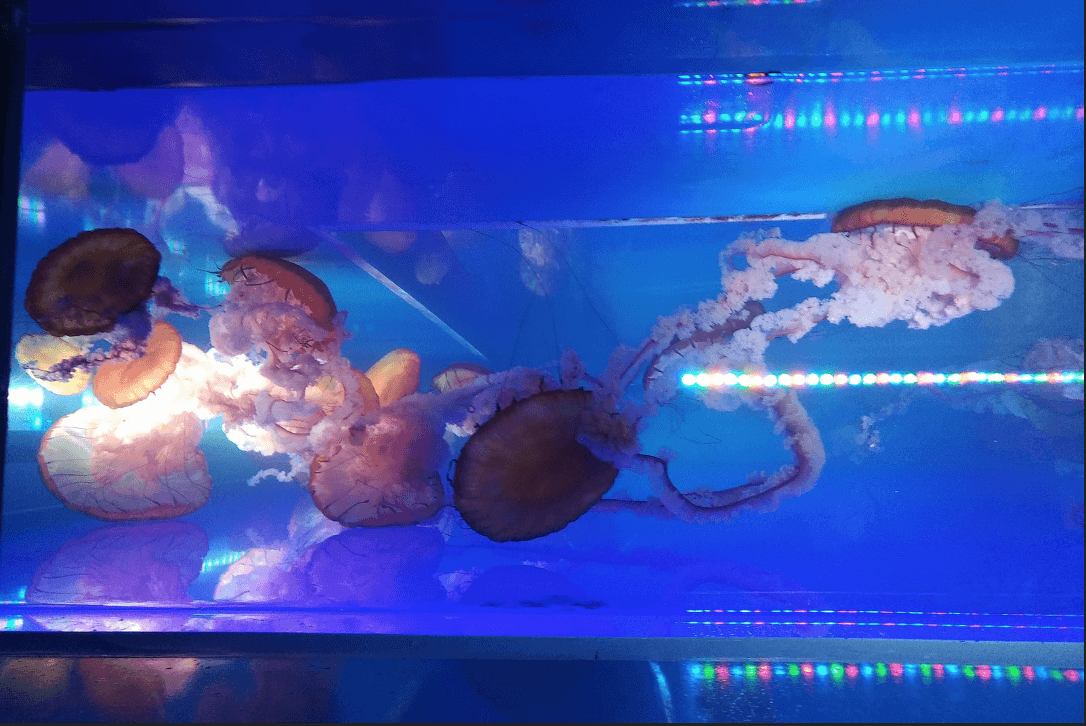 tanque surpreendente do recife das medusa