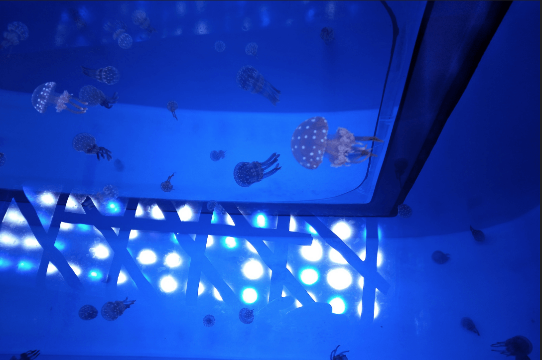 melhor iluminação LED de água salgada