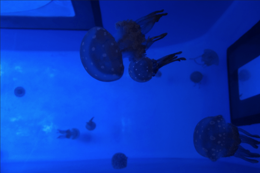 éclairage d'aquarium public de méduses