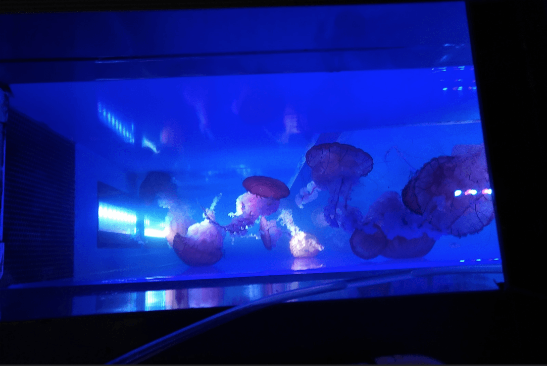 High-End-Tank LED-Beleuchtung