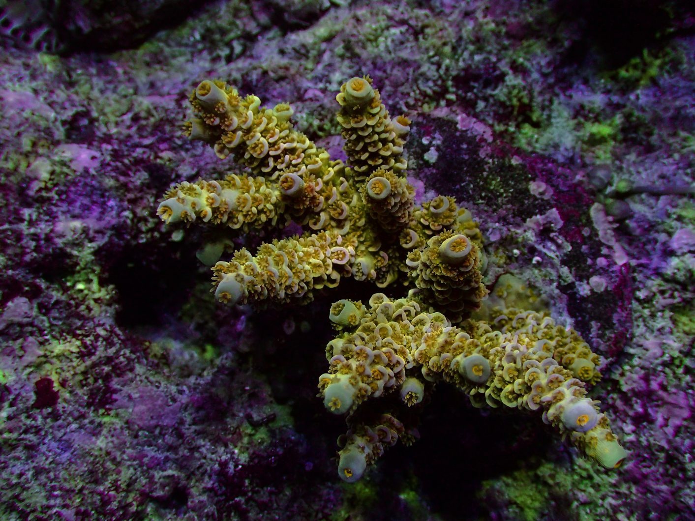 lys fra koralrevs tanker til vækst