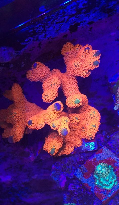 iluminación de los corales del tanque de arrecife