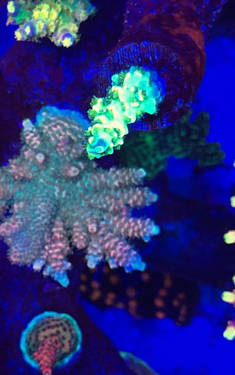 Orphek LED照明最佳珊瑚生长
