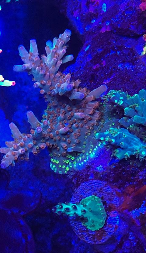 最好的珊瑚色LED照明