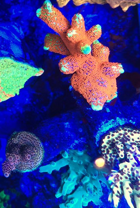 top iluminação do aquário de recife
