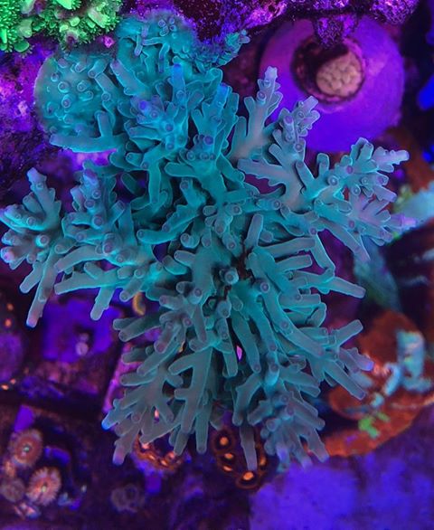 récifs corail aquarium top LED