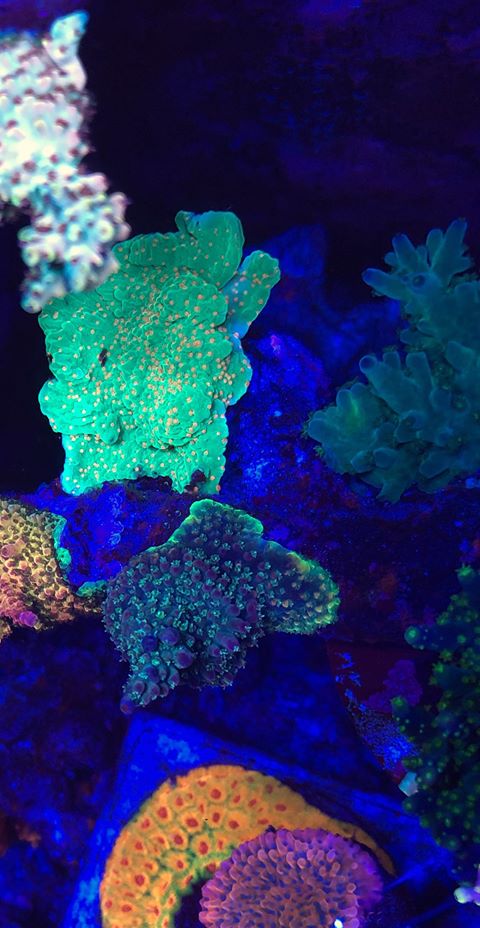 hermoso arrecife reino acuario orphek
