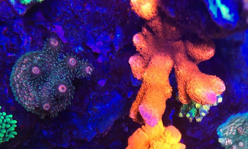 多彩的珊瑚最好的led照明