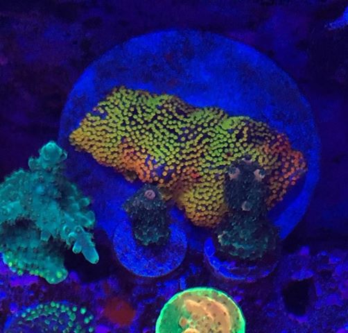 best colorful lps corals LED lighting 2020