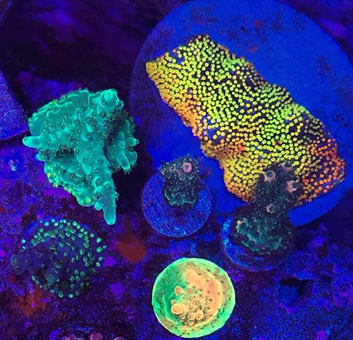 coral aquarium best led lighting