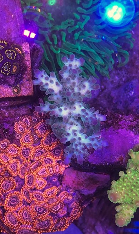 lps reef akvarium koraller