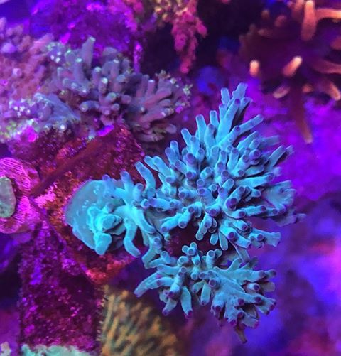 hermoso arrecife de coral orphek iluminación
