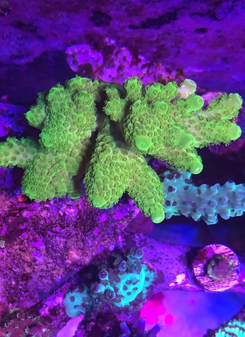 beautiful colorful reef coral lighting