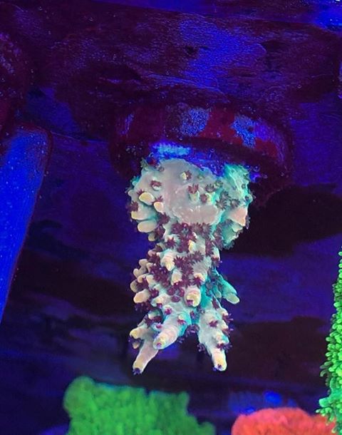最高のサンゴ成長LED照明