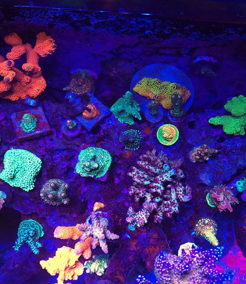 tanque de arrecife iluminación LED orphek