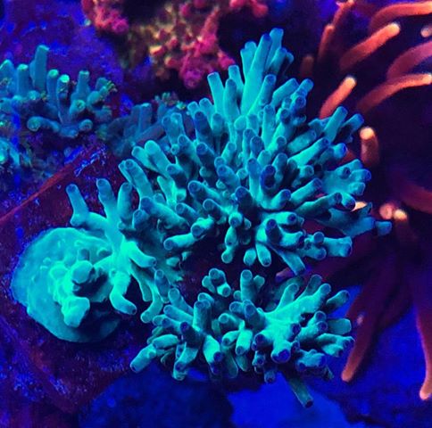 melhores cores de coral iluminação led 2020