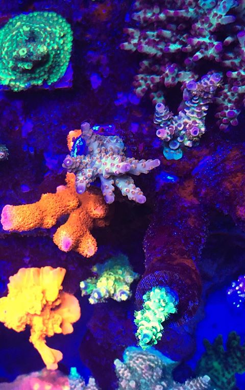 beautiful corals colors