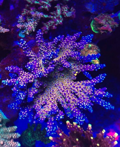 iluminación de corales de acuario de arrecife