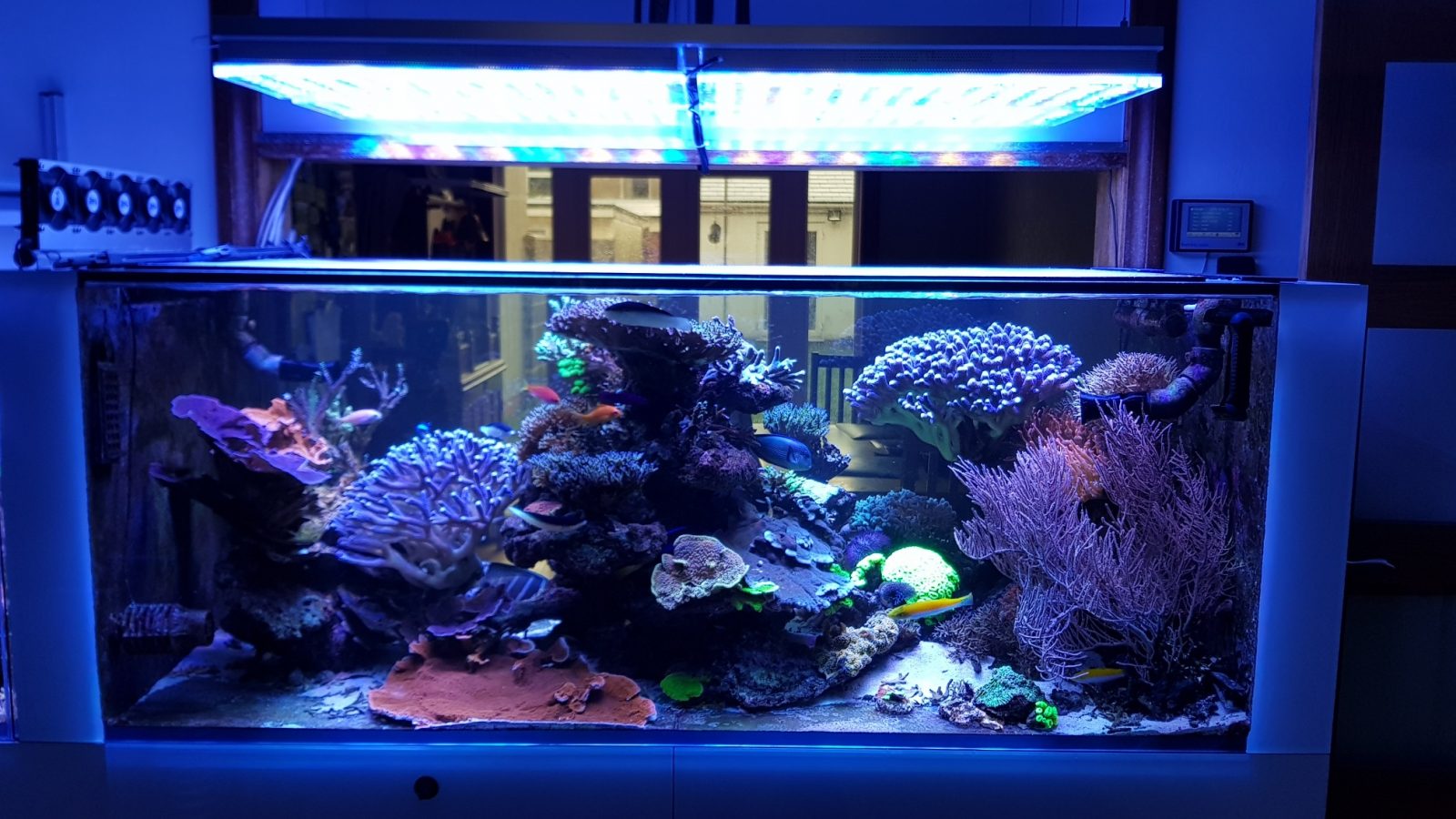 best reef aquarium LED lighting colors