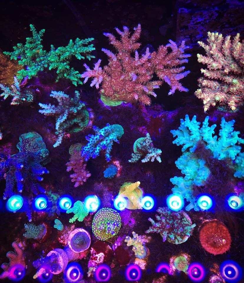 éclairage LED d'aquarium d'eau salée de récif