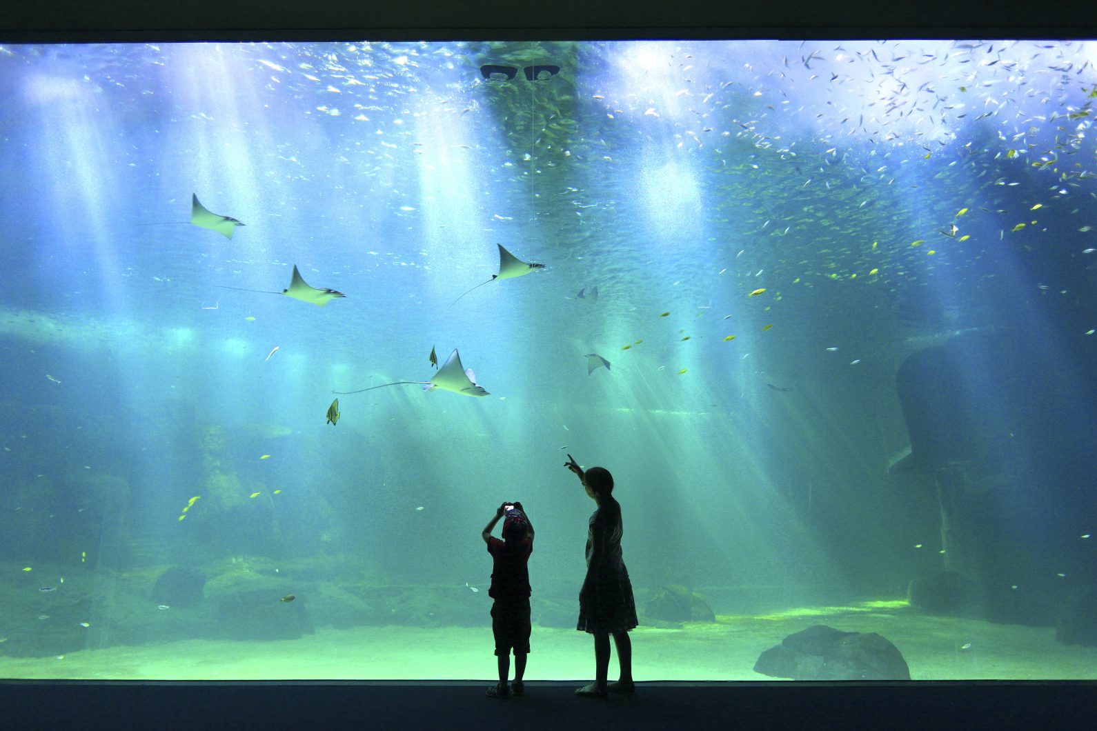 巨大な公共水族館の照明