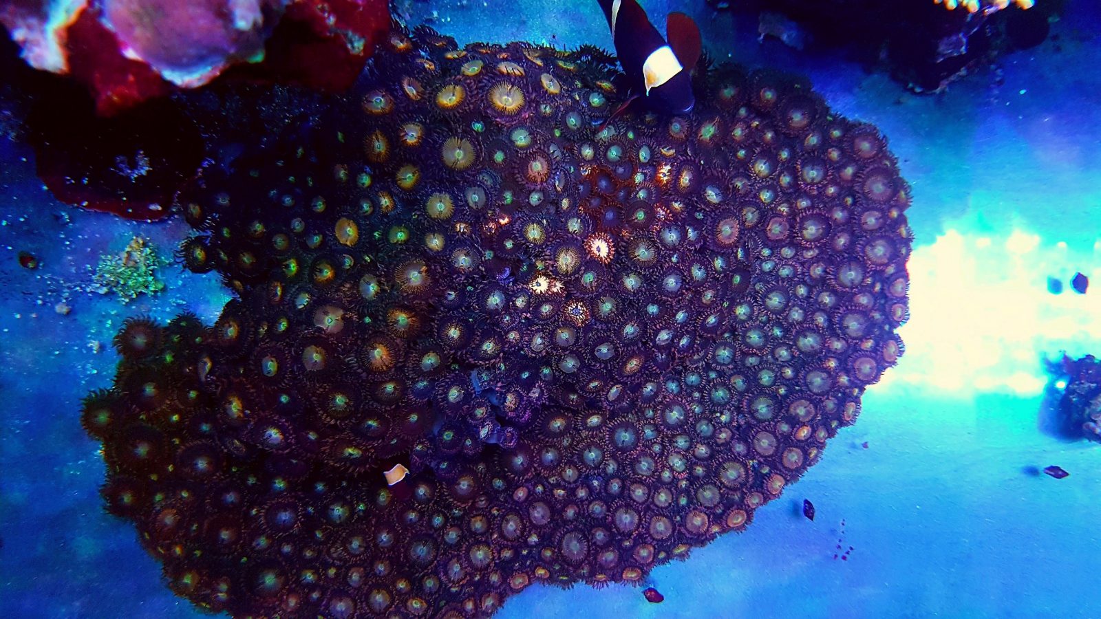 다채로운 암초 산호 조명