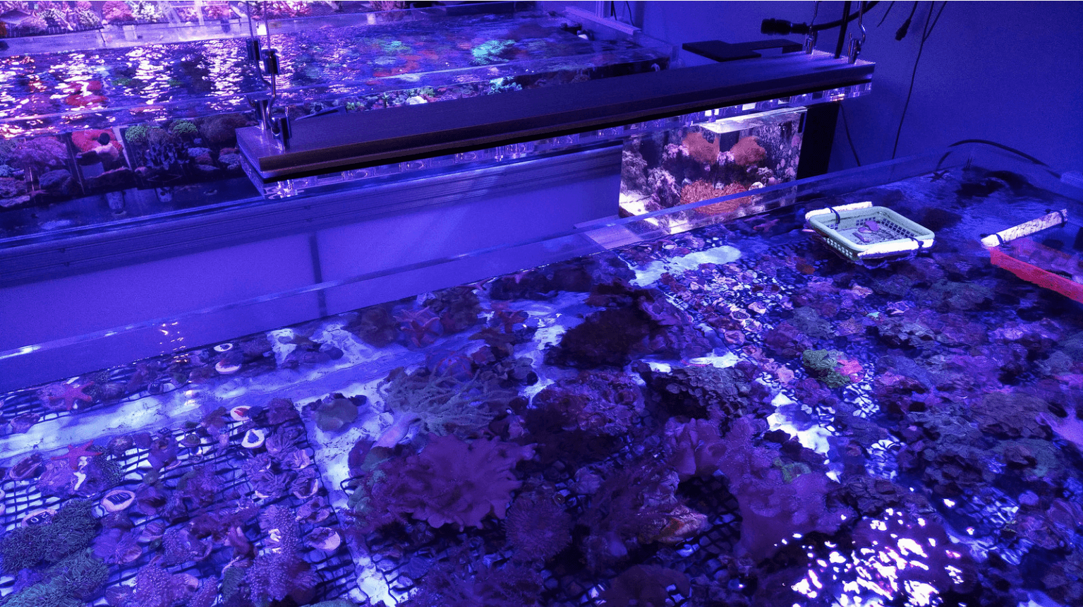 best reef coral aquarium lighting