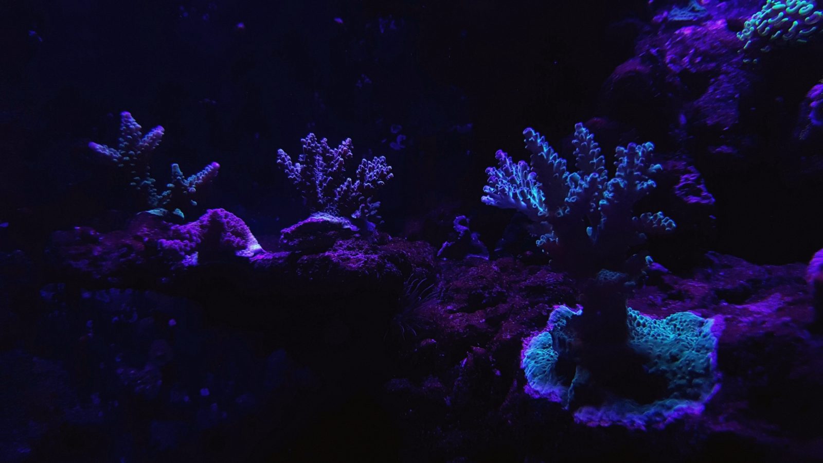 les meilleures couleurs de corail ont mené l'éclairage