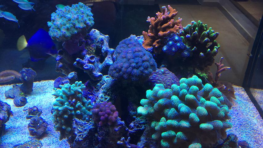warna-warna karang terbaik yang dipimpin pencahayaan 2020