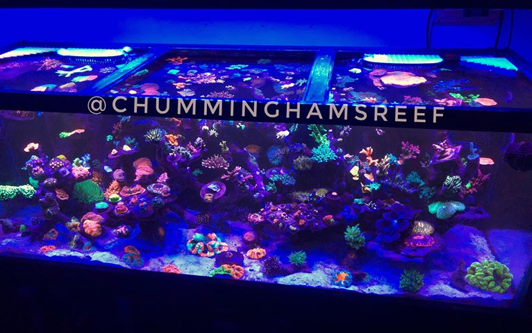 best coral growth LED lighting