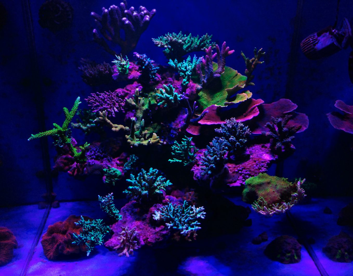 best reef aquarium lighting for corals