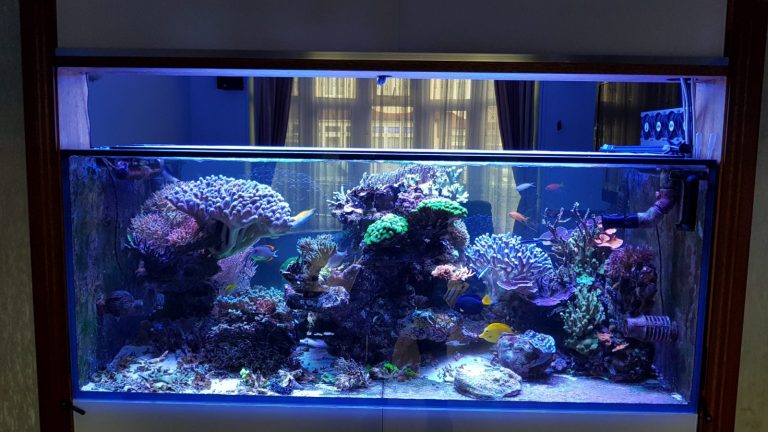 beautiful reef kingdom aquarium