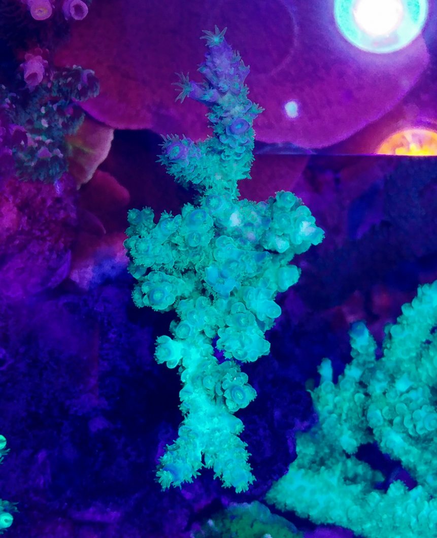 karang yang indah tumbuh dengan atlantik v4 yatim piatu