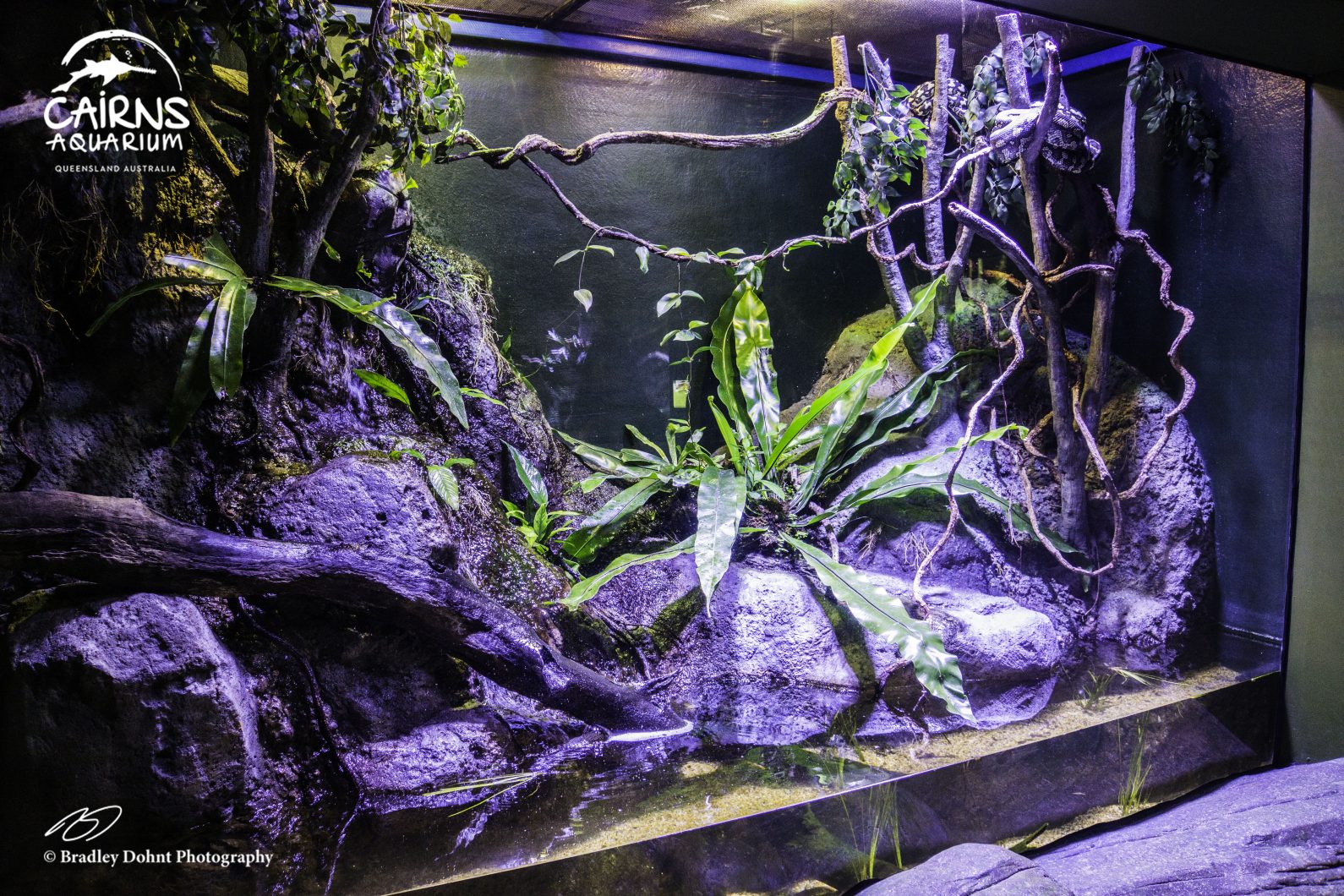 вогні легкого танка orphek paludarium