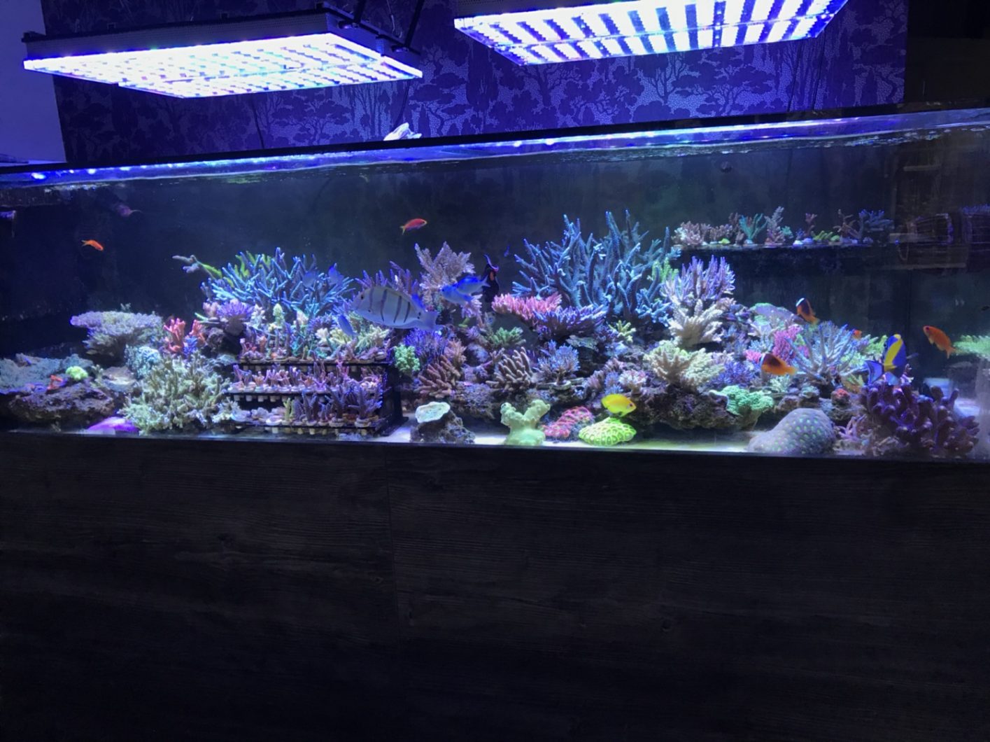 today's reef aquarium best lighting