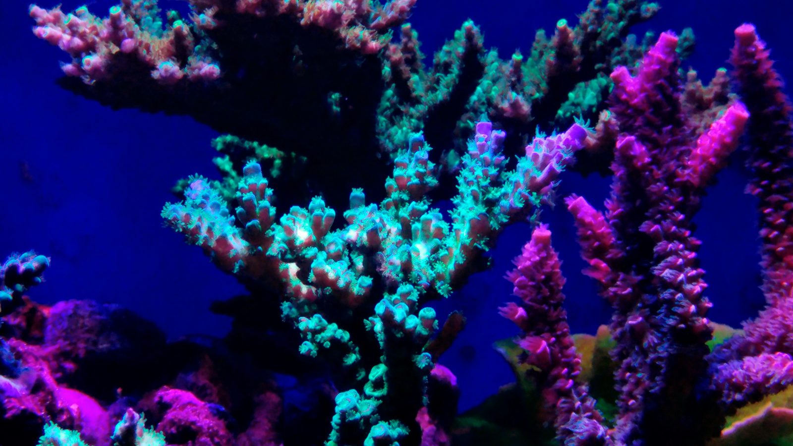 산호 팝 수족관 조명