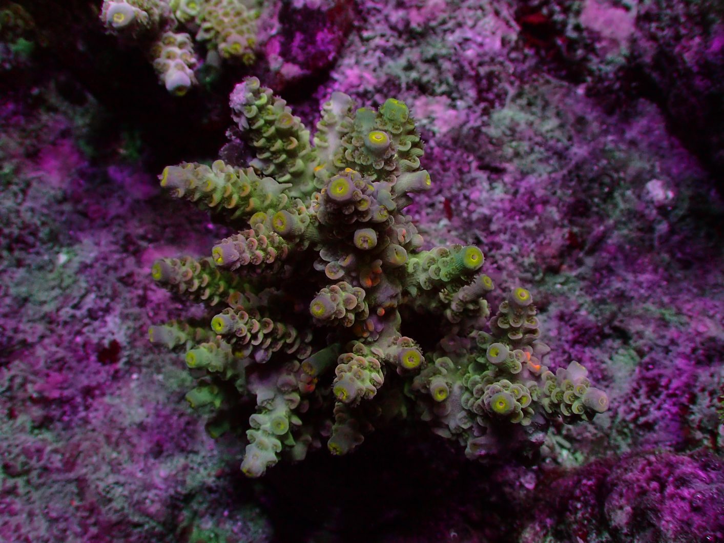 hermoso coral sps creció con orphek atlantik v4