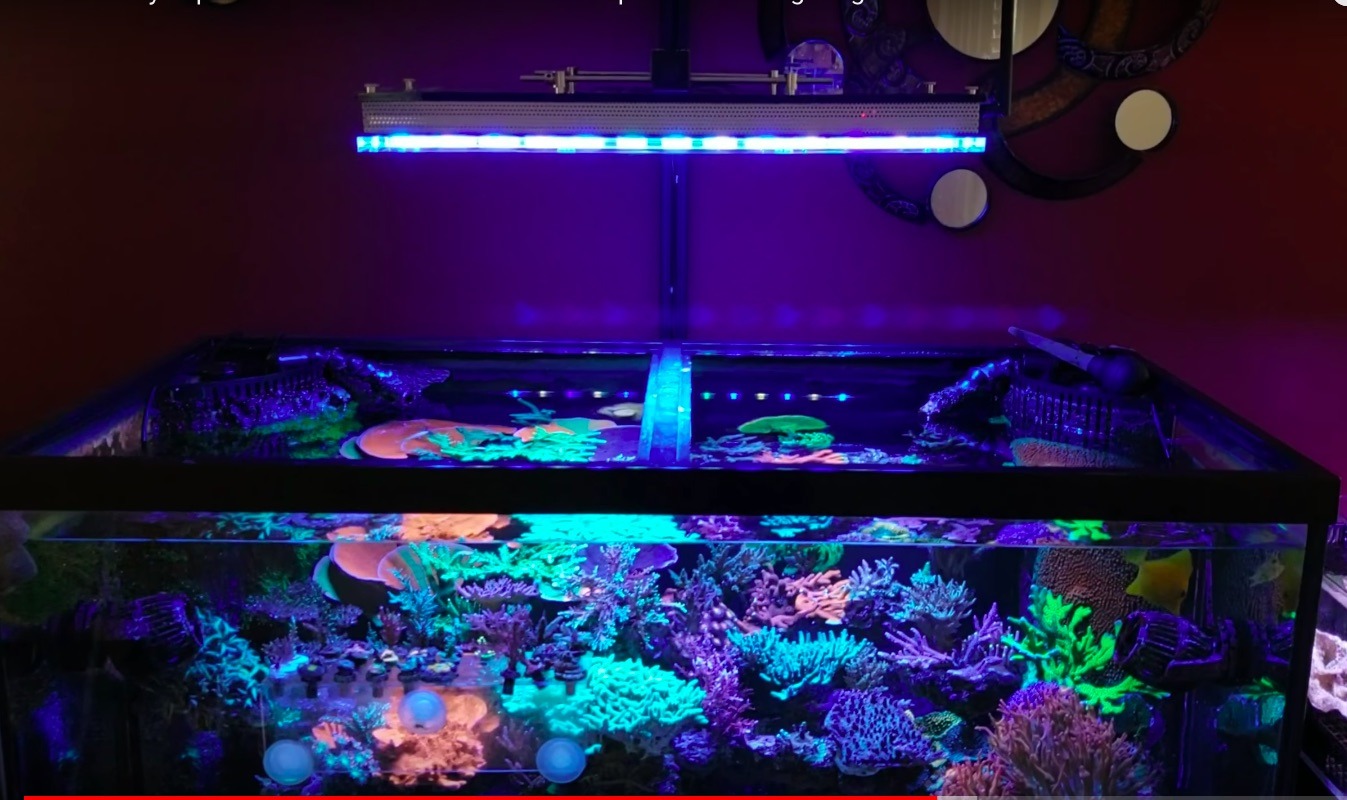 atlantik v4 best reef tank LED