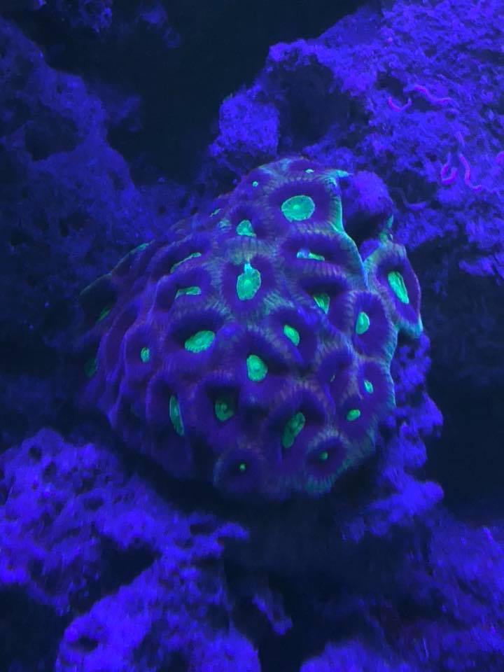 récif corail aquarium éclairage LED