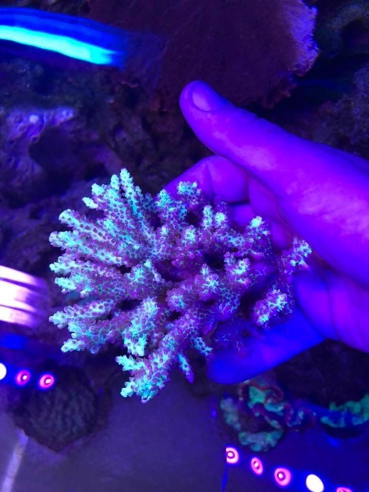 incroyable éclairage LED corail pop
