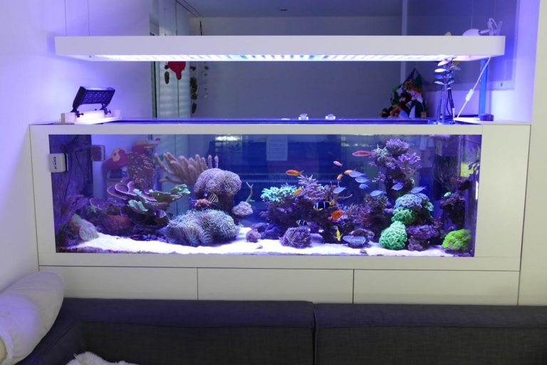 best saltwater tank lights