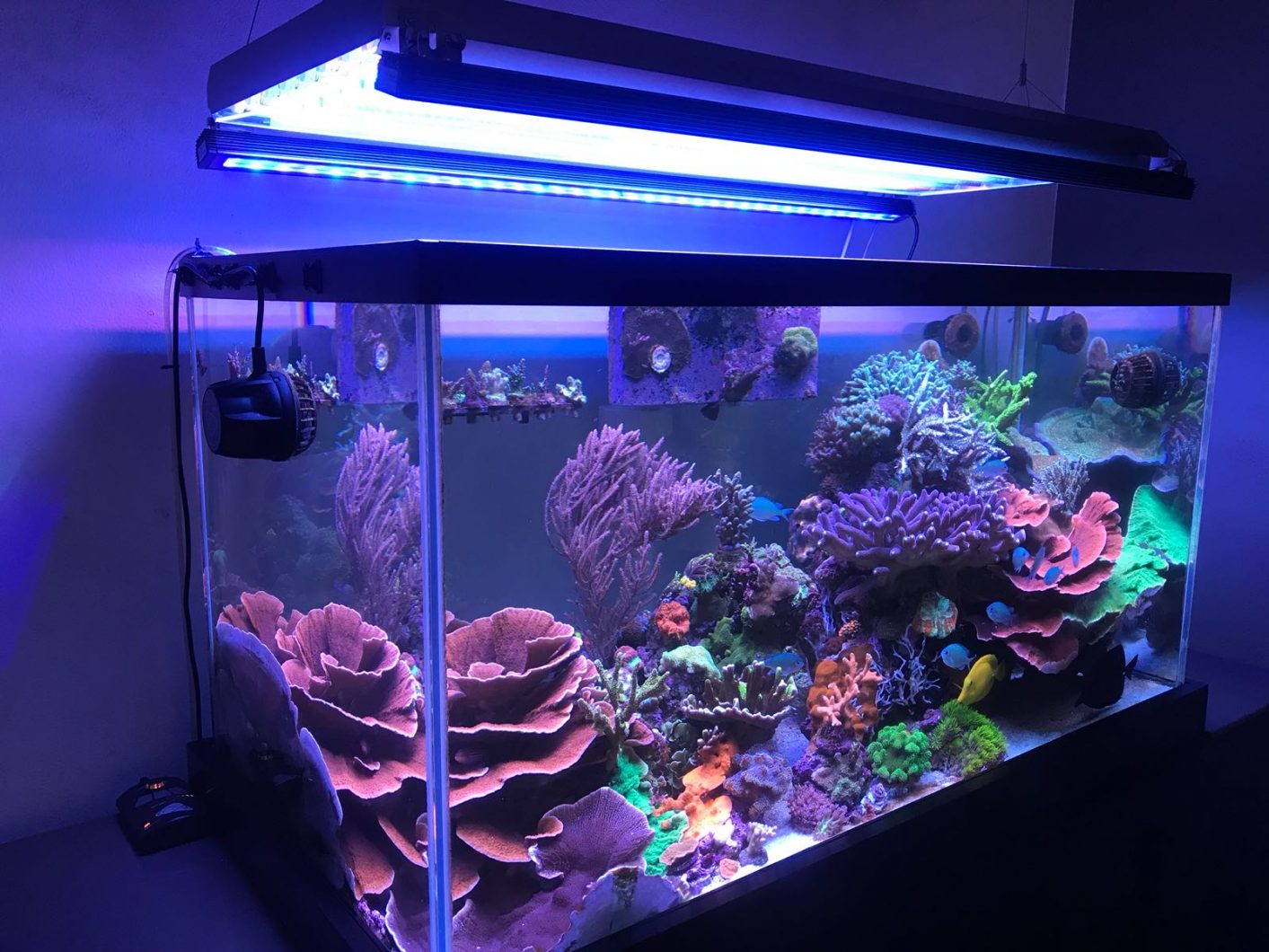 public corals tank lights