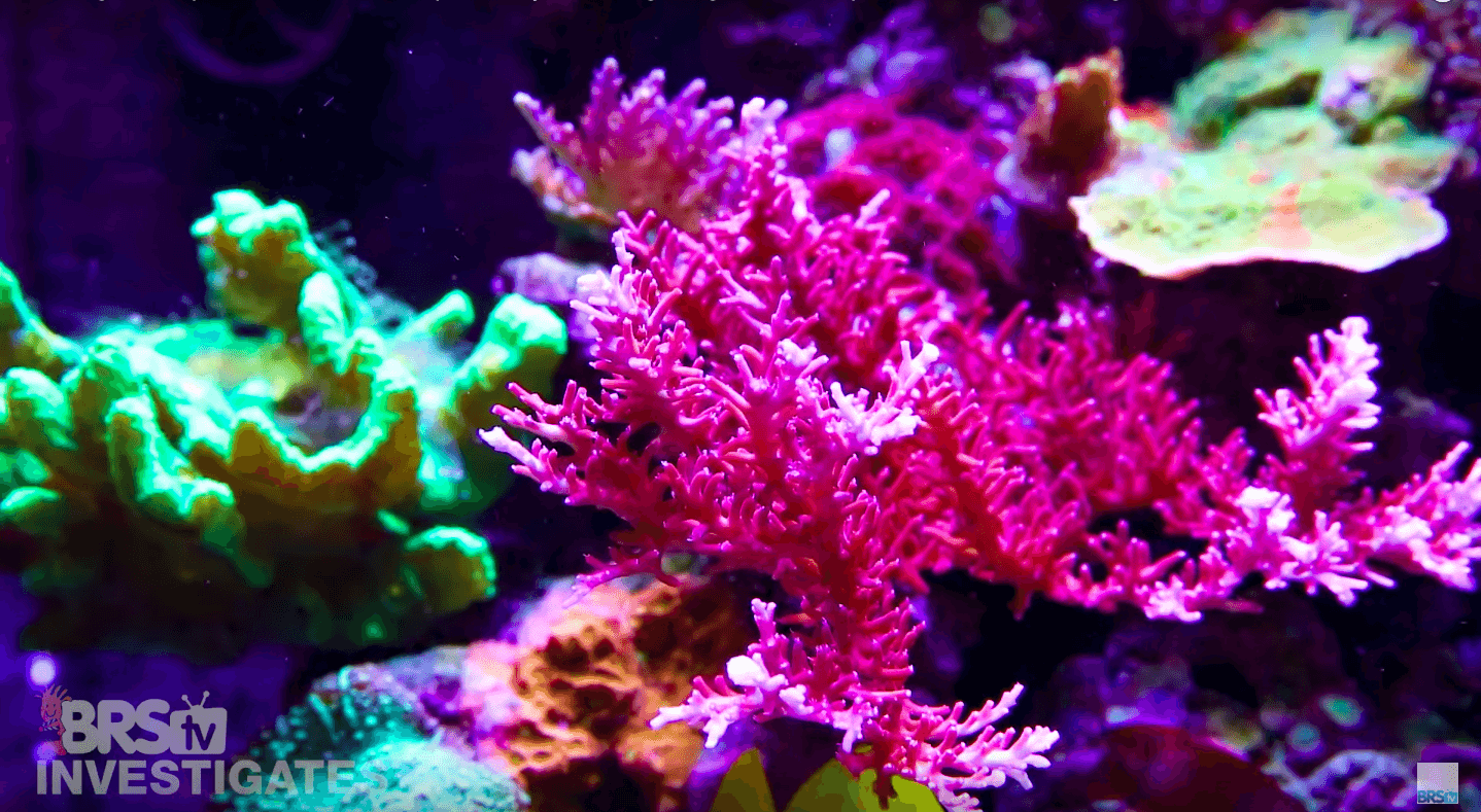 aquarium lighting for beautiful coral colors