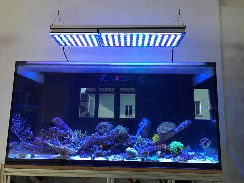 coral pop led lighting