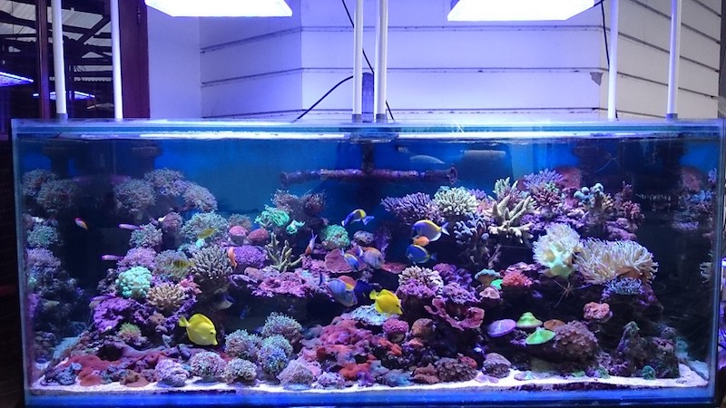 public aquarium corals lighting