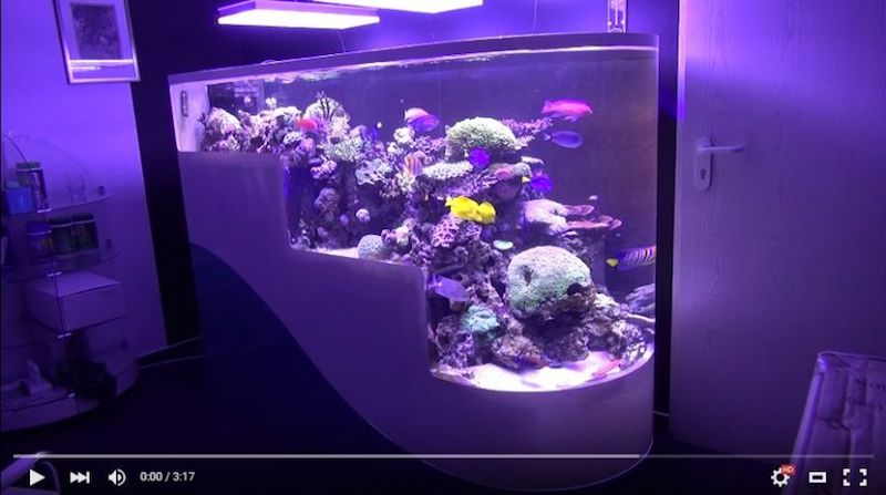 public saltwater tank lights