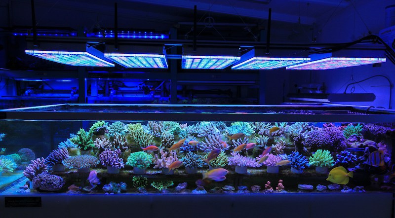 beste Korallenaquarium LED