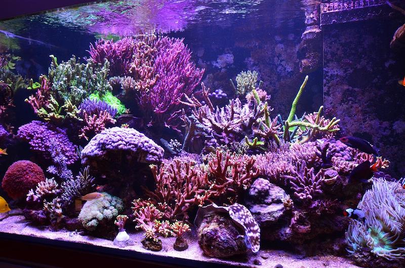 best reef aquarium corals lighting