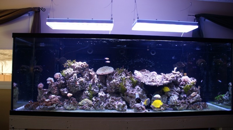 orphek lighting for beautiful reef tank